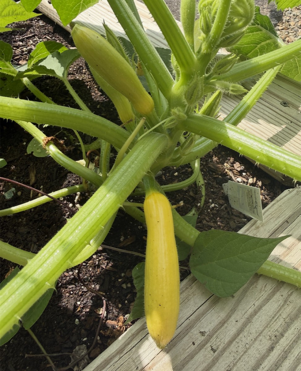 A garden program day in progress